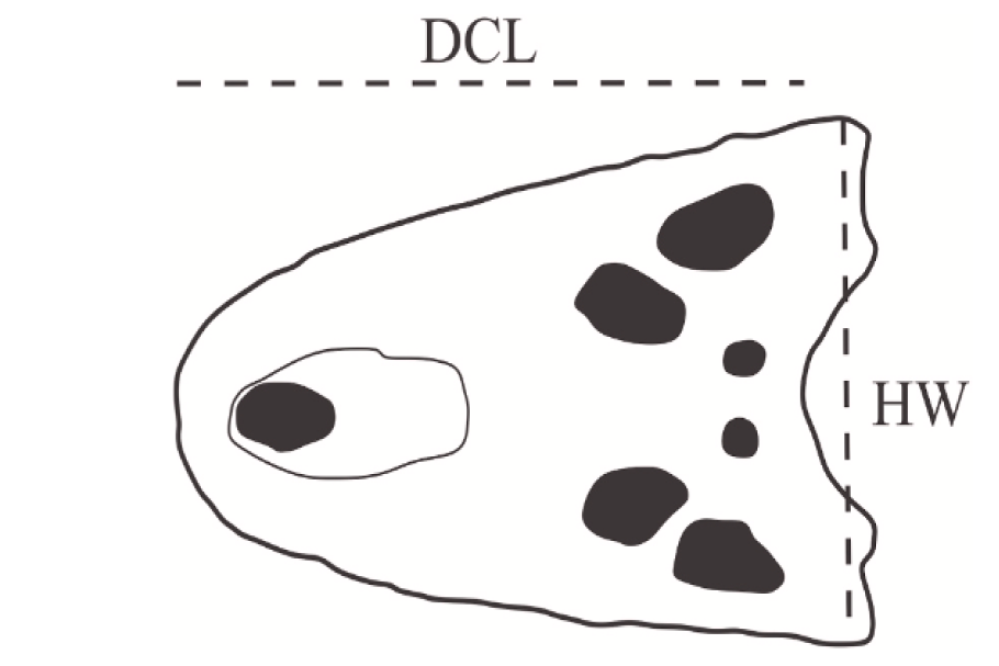 Novo artigo: Revisão do tamanho corpóreo dos super crocodilos da Proto-Amazônia