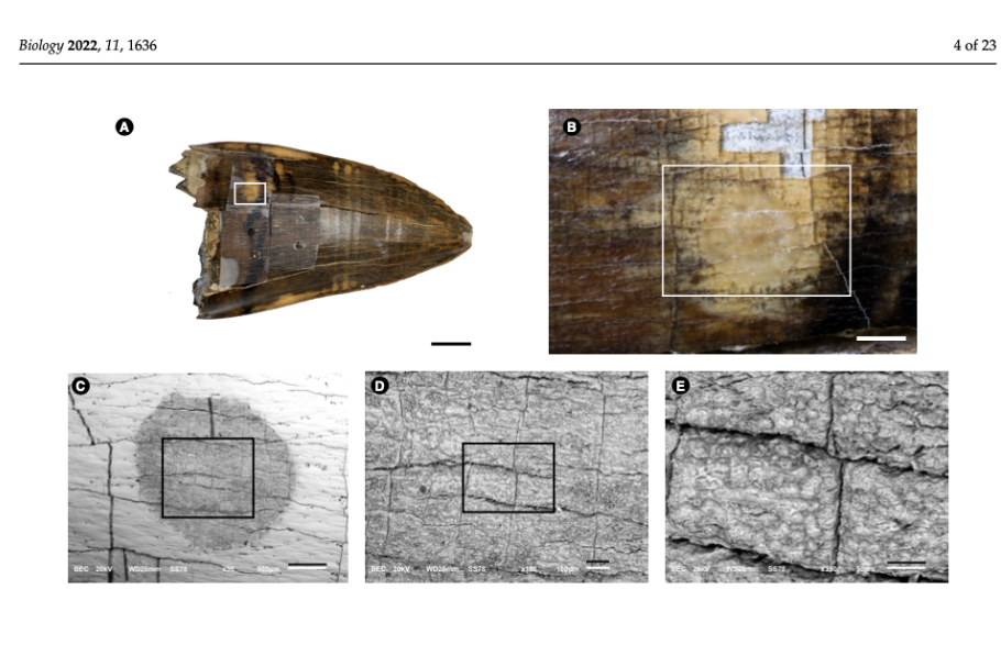 Novo artigo: Structure and Chemical Composition of ca. 10-Million-Year-Old