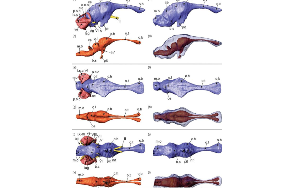 Novo artigo: Virtual endocasts of Clevosaurus brasiliensis and the tuatara: Rhynchocephalian neuroanatomy and the oldest endocranial record for Lepidosauria