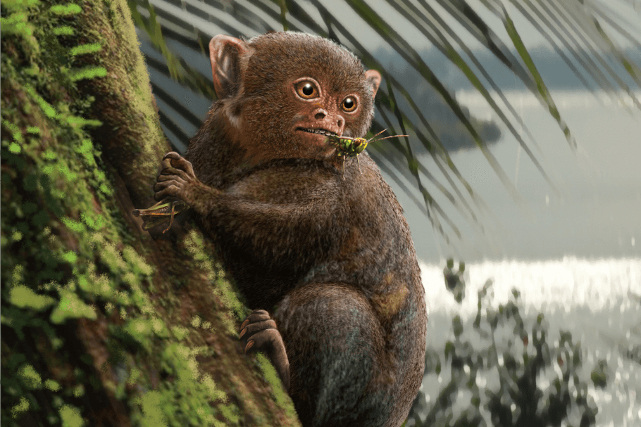 Conheçam o Ashaninkacebus simpsoni, novo macaco fóssil da Amazônia brasileira!