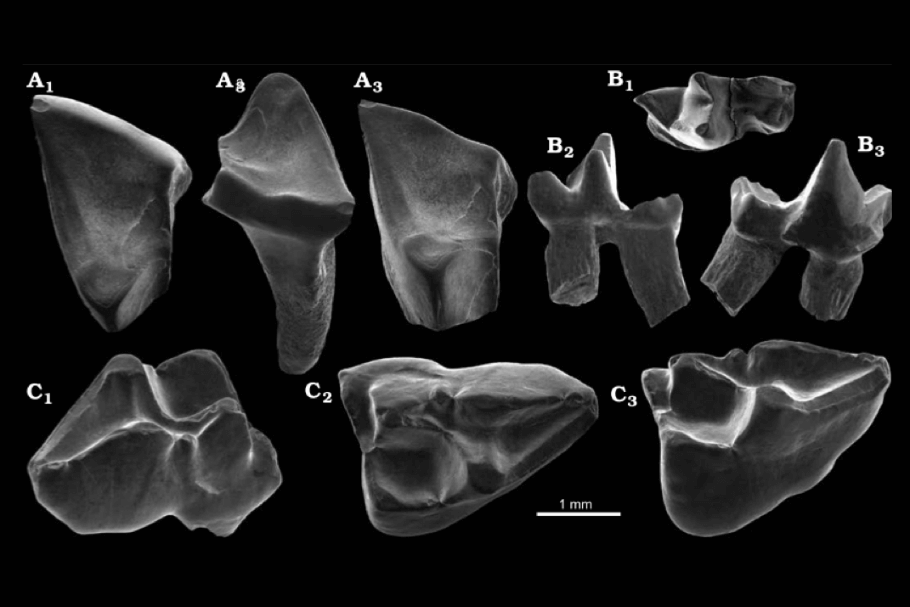 Novo artigo: New records of marsupials from the Miocene of Western Amazonia, Acre, Brazil