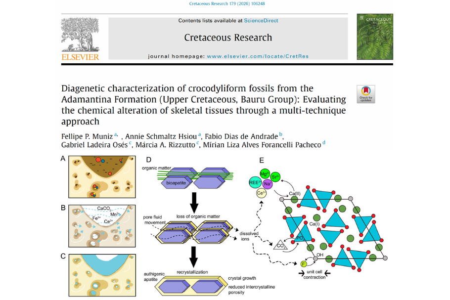 Novo artigo:  elementos orgânicos preservados em fósseis de crocodiliformes do Cretáceo do Bauru